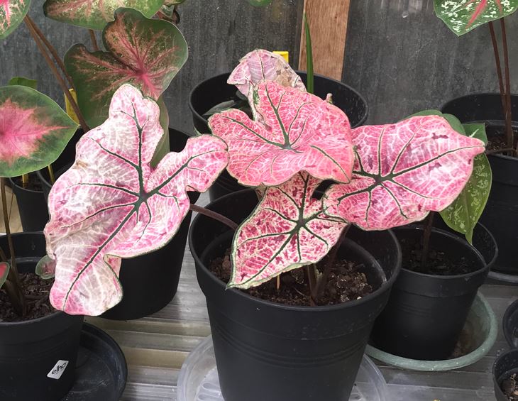 'Splash of Wine' Caladium – Artistic Foliage Display (2 Bulbs) - Blue Buddha Farm