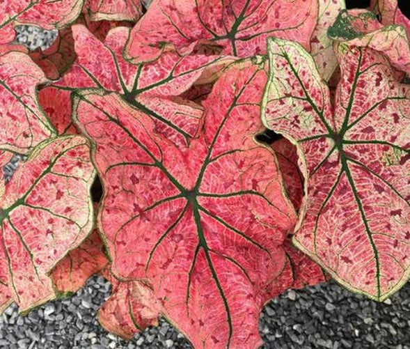 'Splash of Wine' Caladium – Artistic Foliage Display (2 Bulbs) - Blue Buddha Farm