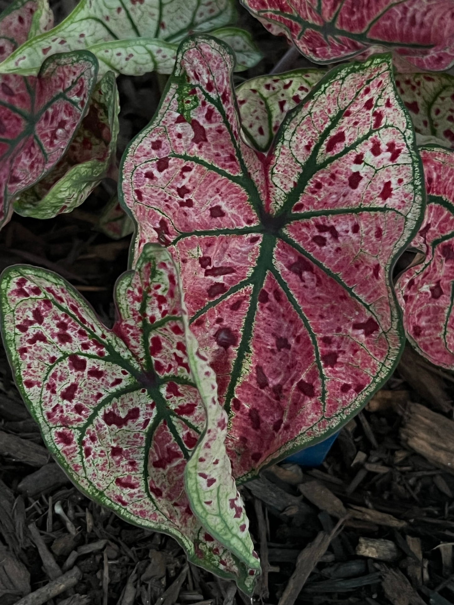 'Splash of Wine' Caladium – Artistic Foliage Display (2 Bulbs) - Blue Buddha Farm