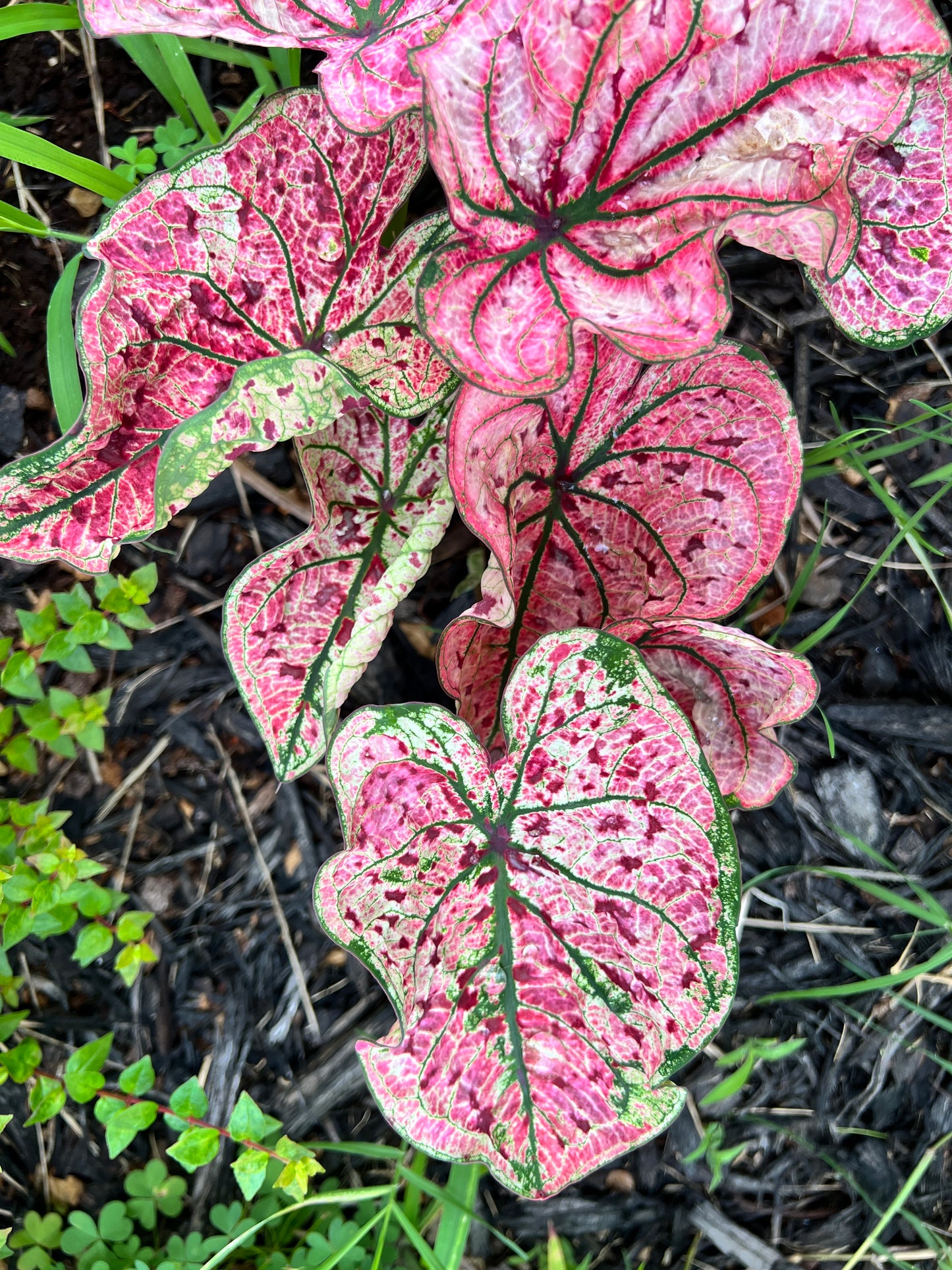 'Splash of Wine' Caladium – Artistic Foliage Display (2 Bulbs) - Blue Buddha Farm
