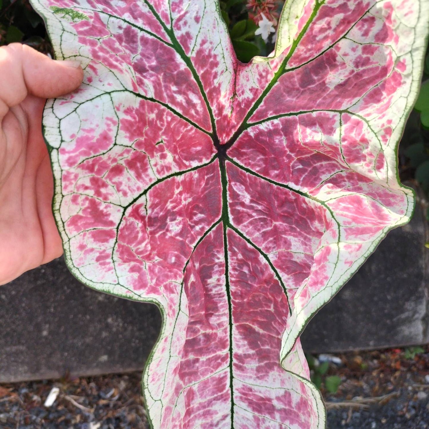 'Splash of Wine' Caladium – Artistic Foliage Display (2 Bulbs) - Blue Buddha Farm