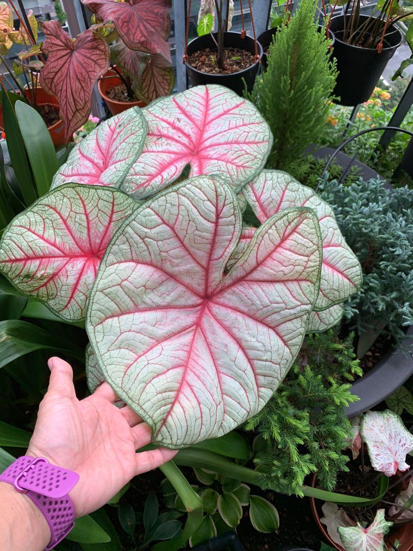 Summer Breeze Caladium (2 Bulbs) ** Preorder for Spring 2024 ** - Blue Buddha Farm