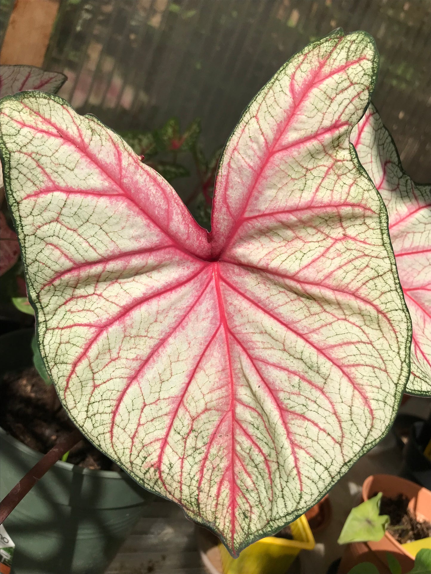 Summer Breeze Caladium (2 Bulbs) ** Preorder for Spring 2024 ** - Blue Buddha Farm