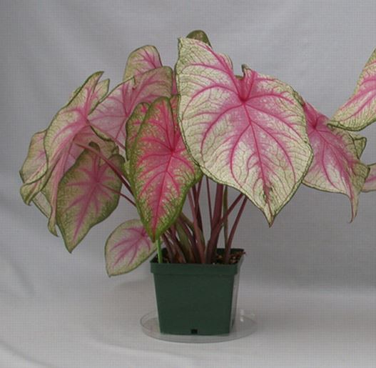 Summer Breeze Caladium (2 Bulbs) ** Preorder for Spring 2024 ** - Blue Buddha Farm