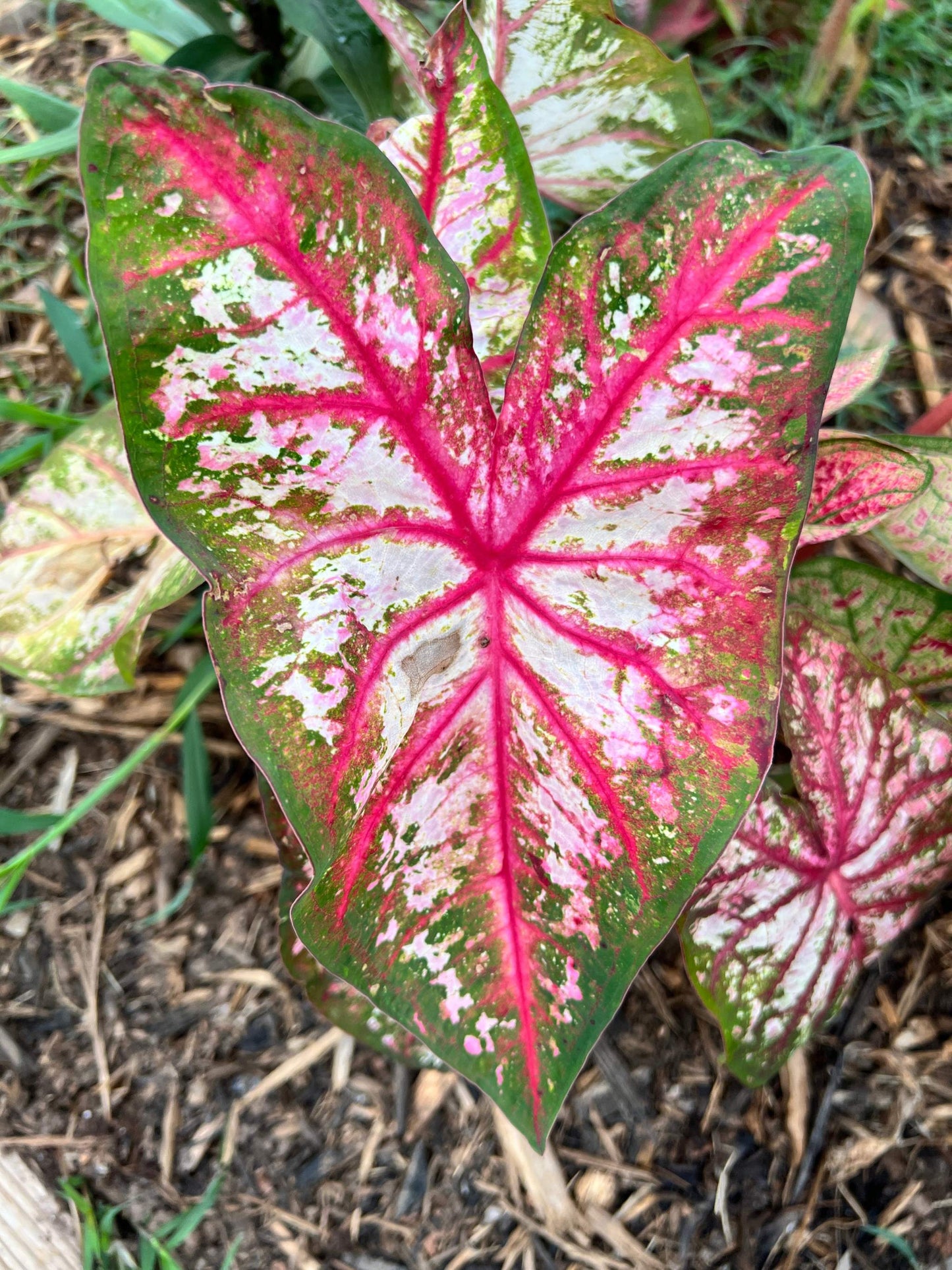 'Tapestry' Caladium – Striking Visual Contrast (2 Bulbs) - Blue Buddha Farm