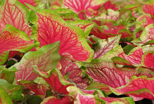 Tiki Torch Caladium (2 bulbs) ** Preorder for Spring 2024 ** - Blue Buddha Farm