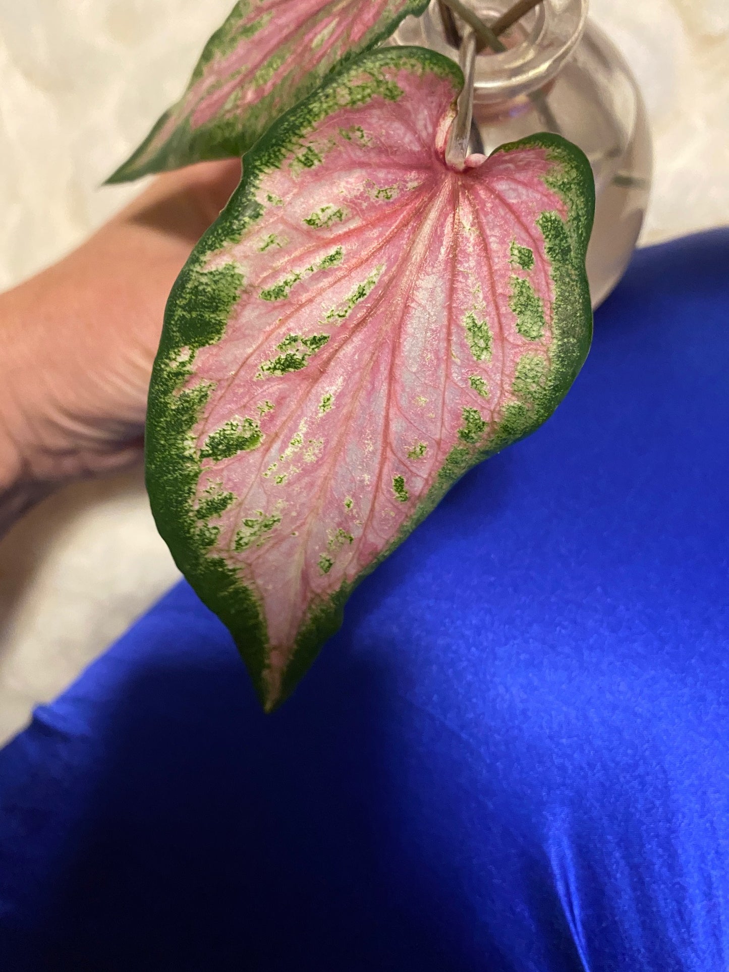 Va Va Violet Caladium (2 bulbs) ** Preorder for Spring 2024 ** - Blue Buddha Farm