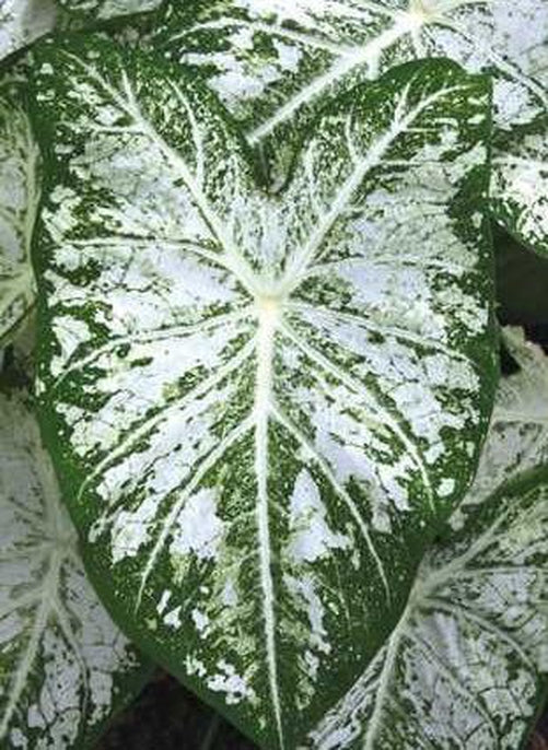 'White Cap' Caladium – Luminous Nighttime Elegance (2 Bulbs) - Blue Buddha Farm