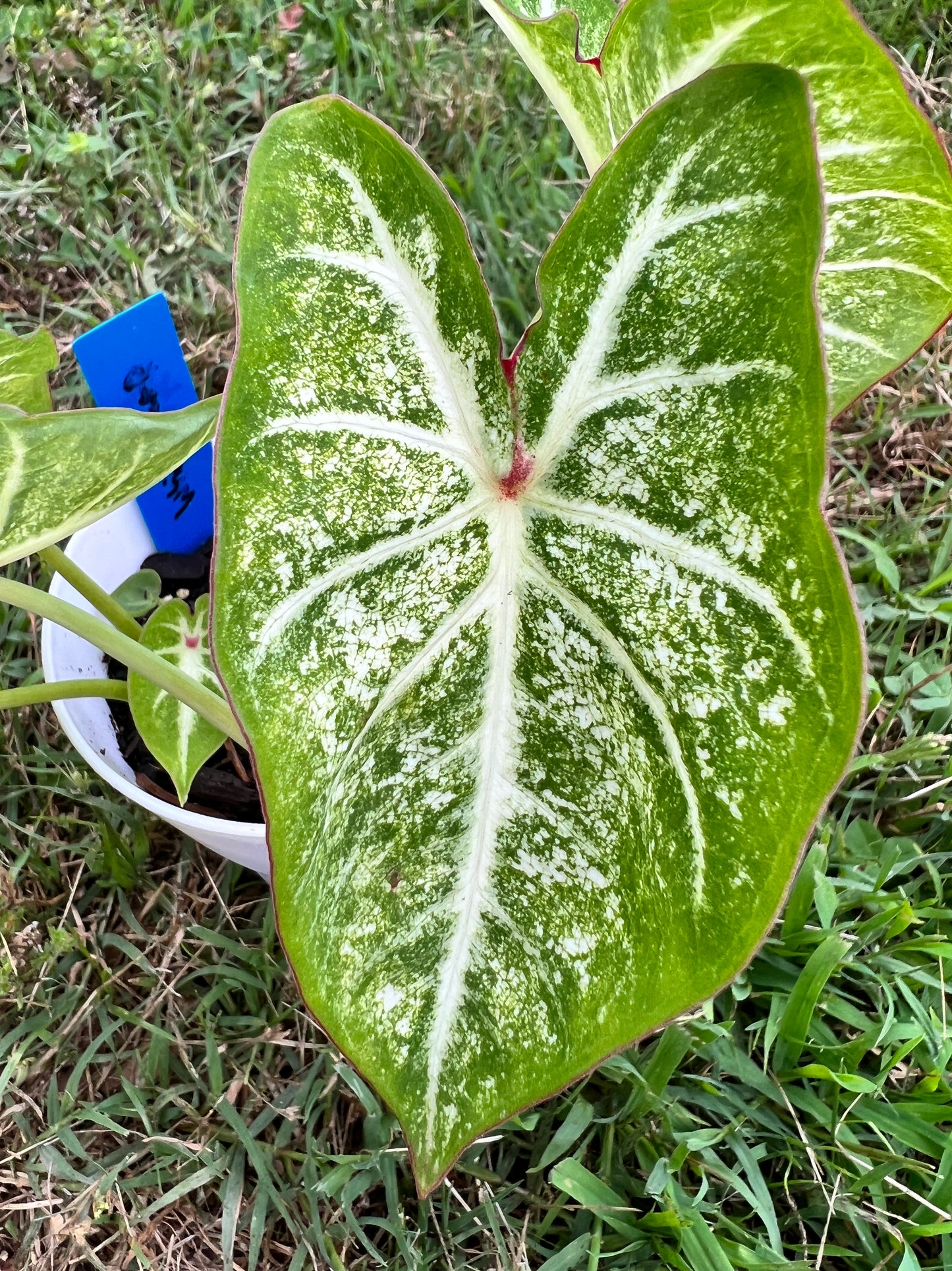 'White Cap' Caladium – Luminous Nighttime Elegance (2 Bulbs) - Blue Buddha Farm