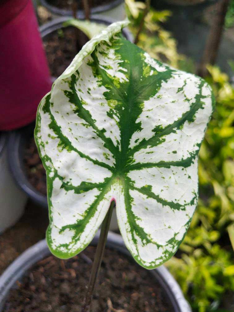 'White Christmas' Caladium – Serene Holiday Splendor (2 Bulbs) - Blue Buddha Farm