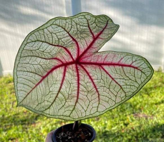 'White Queen' Caladium – Regal Frosty Elegance (2 Bulbs) - Blue Buddha Farm