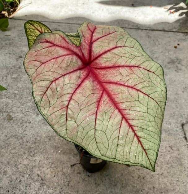 'White Queen' Caladium – Regal Frosty Elegance (2 Bulbs) - Blue Buddha Farm