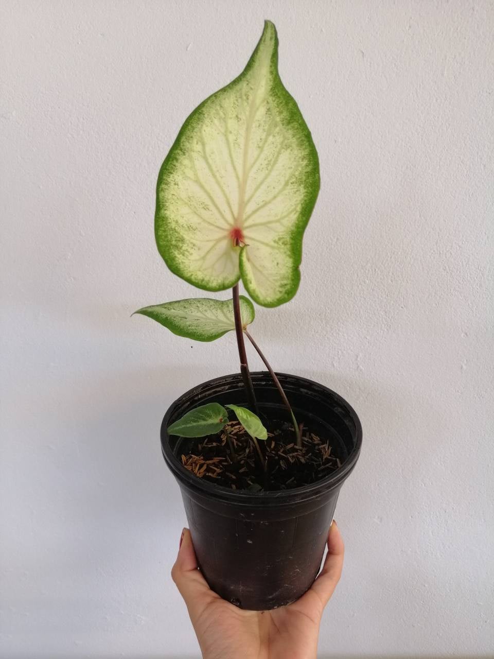 'White Wing' Caladium – Graceful White Elegance (2 Bulbs) - Blue Buddha Farm