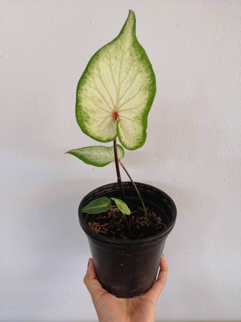 'White Wing' Caladium – Graceful White Elegance (2 Bulbs) - Blue Buddha Farm