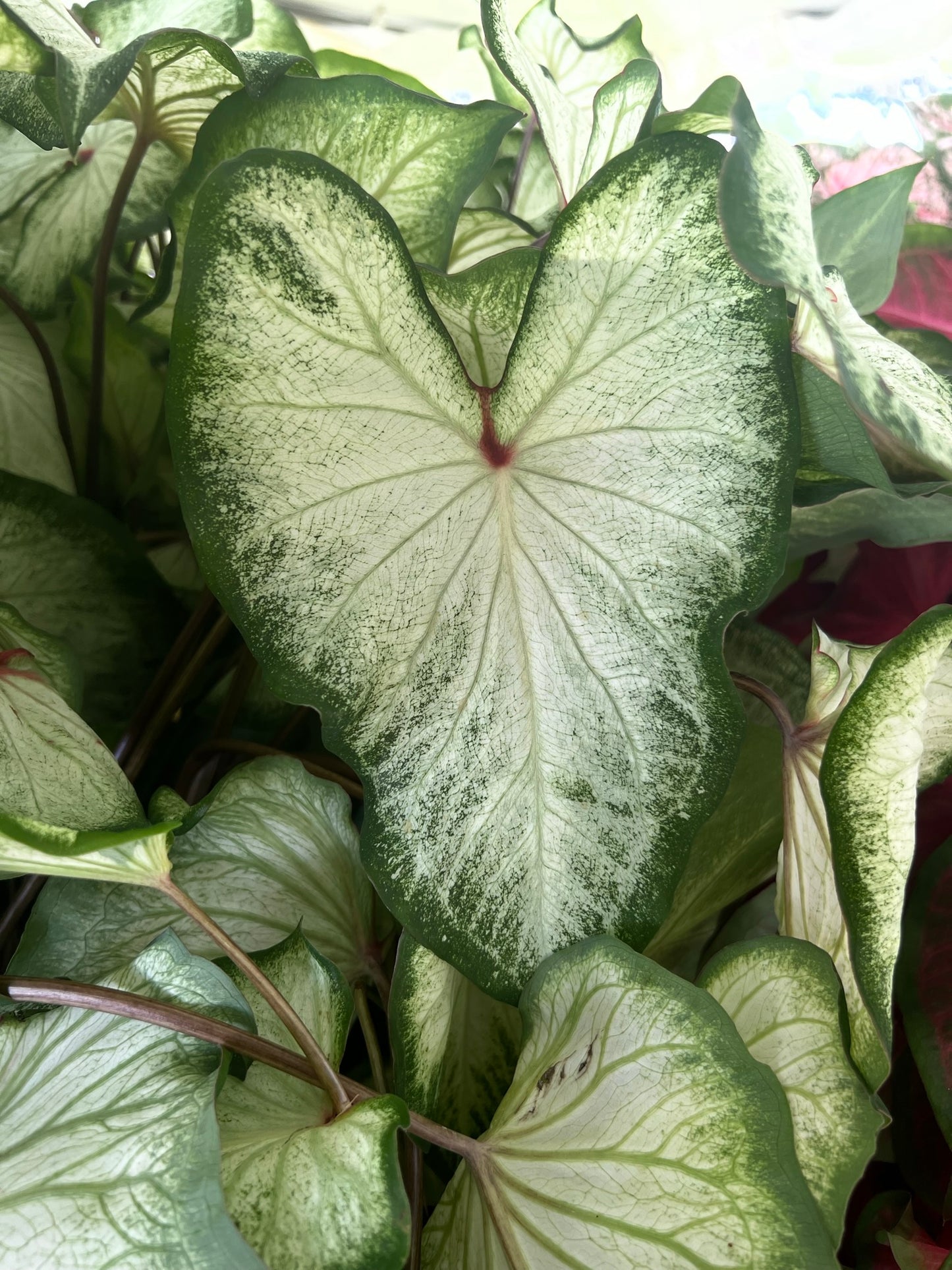 'White Wing' Caladium – Graceful White Elegance (2 Bulbs) - Blue Buddha Farm