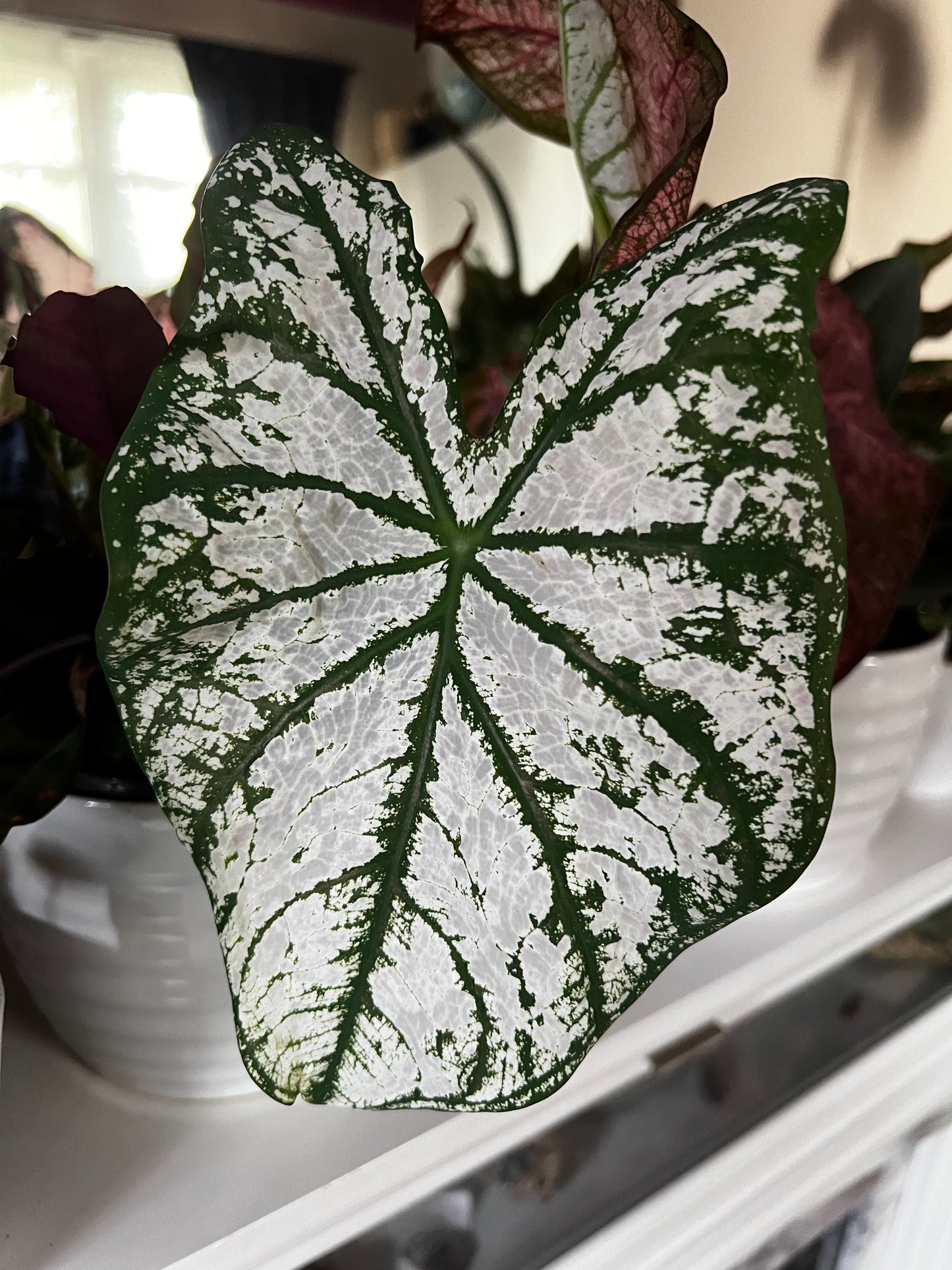Premium Blue Buddha Farm White Caladium Bulb Mix offering customizable options (5, 8, or 12 bulbs) for a sophisticated garden display.