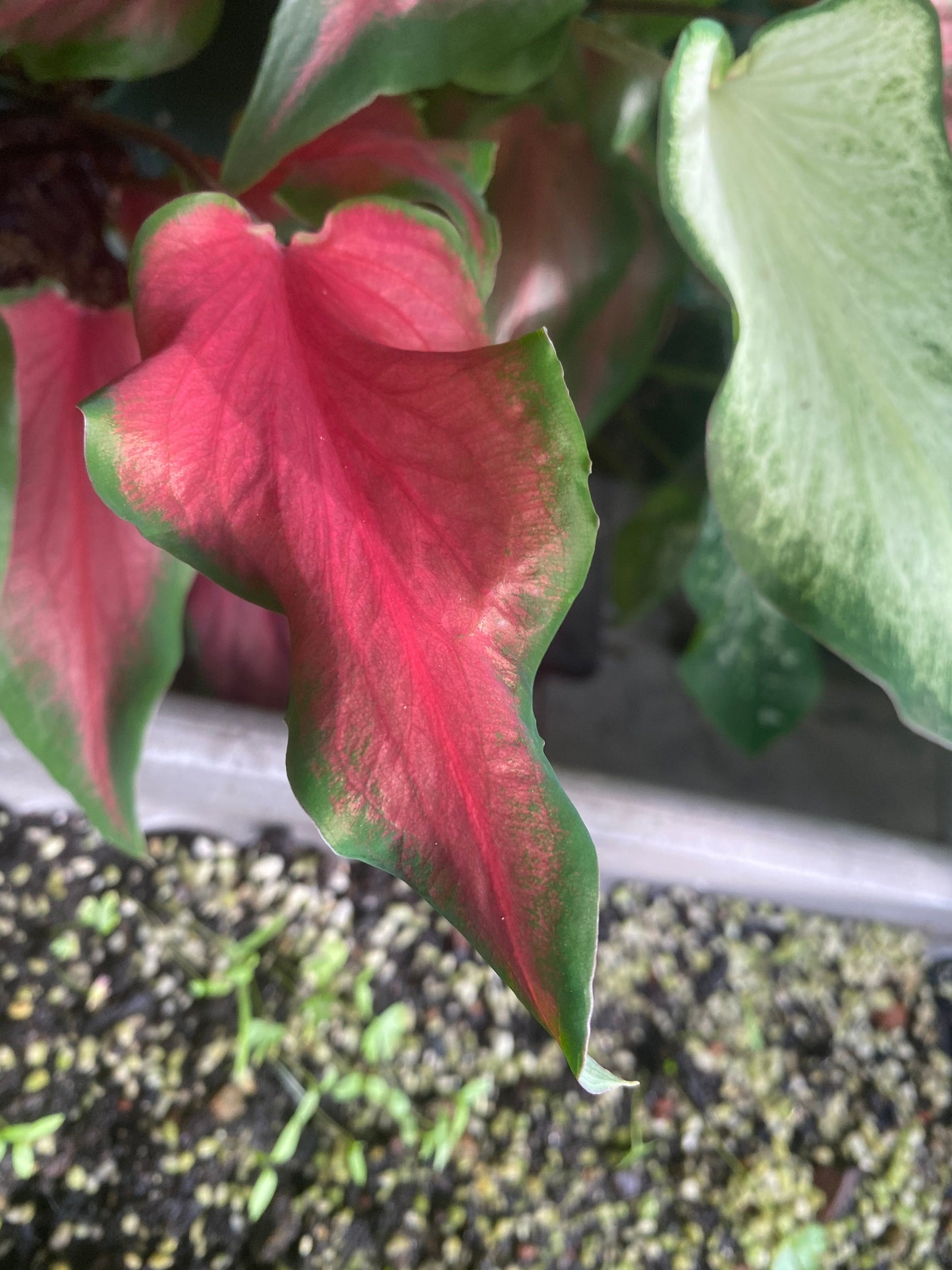 Florida Red Ruffles (2 Bulbs) - Blue Buddha Farm