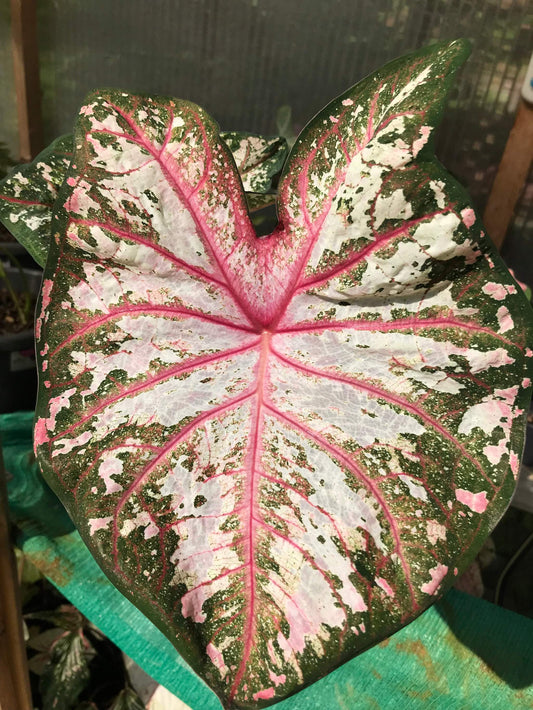 'Tapestry' Caladium – Striking Visual Contrast (2 Bulbs) - Blue Buddha Farm