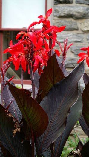 Black Knight Canna Lily Bulb - Blue Buddha Farm
