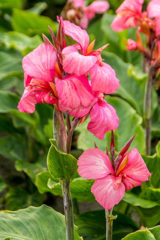 Cluster of tall China Doll Canna Lilies standing gracefully in the garden, their blush-pink flowers glowing warmly in afternoon sunlight — Blue Buddha Farm.