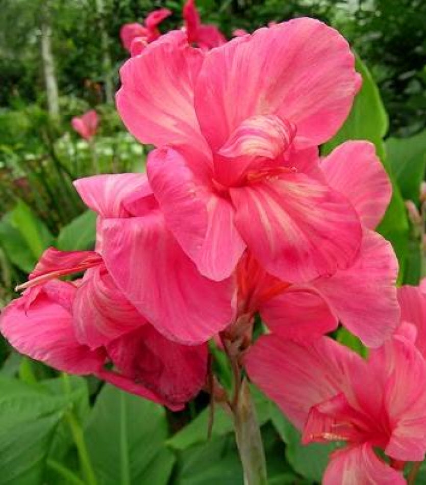 Close-up of China Doll Canna Lily with soft pink petals and delicate tropical texture glowing in natural light — Blue Buddha Farm.