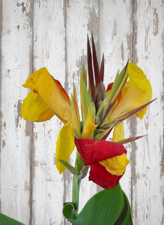 Canna Lily ‘Cleopatra’ Foliage – Variegated green and purple leaves providing bold contrast in a tropical setting.