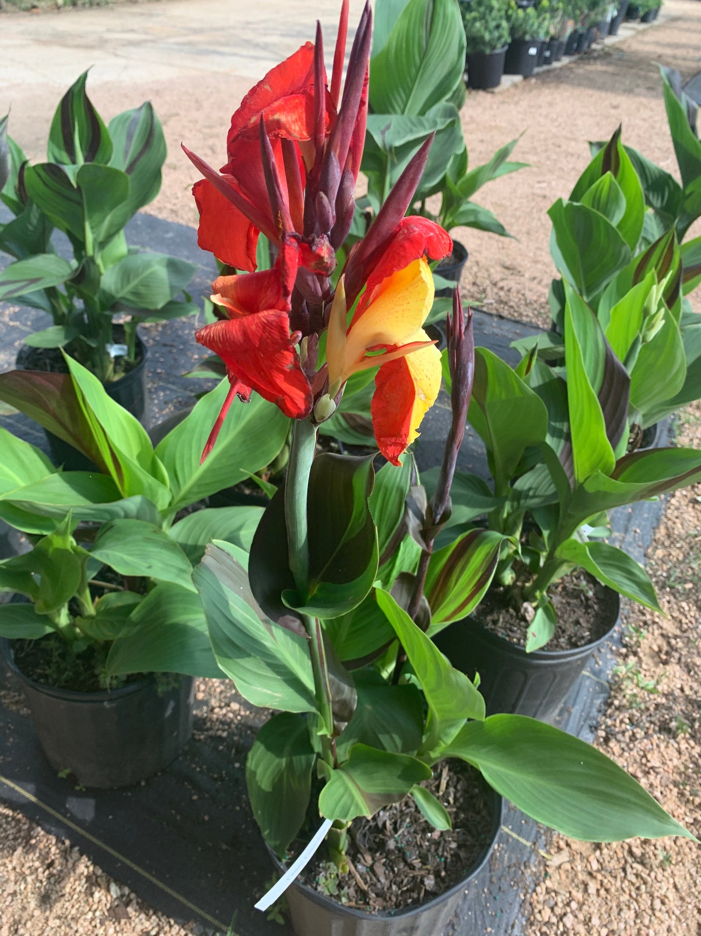 Group of Cleopatra Canna Lilies in pots, one showing a bright tropical bloom while others display variegated foliage — Blue Buddha Farm.