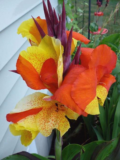 orange color lily flower Blue Buddha Farm: Cleopatra Canna Lily Bulb