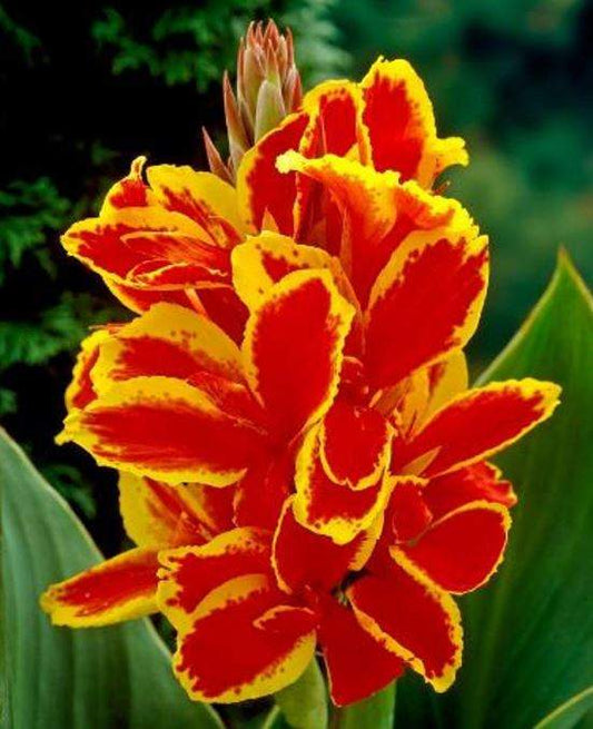 Lucifer Canna Lily Bulb - Blue Buddha Farm