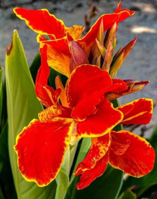 Lucifer Canna Lily Bulb - Blue Buddha Farm