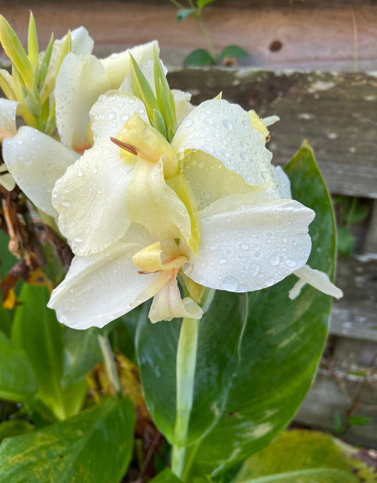 Moonshine Canna Lily Plug *LIVE PLANT* - Rare and Limited Pure White Canna - Blue Buddha Farm