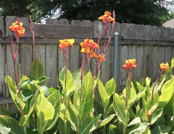 “Bunch of Bengal Tiger Canna Lilies blooming in a backyard garden with bright yellow-orange flowers and striped tropical leaves — Blue Buddha Farm.”