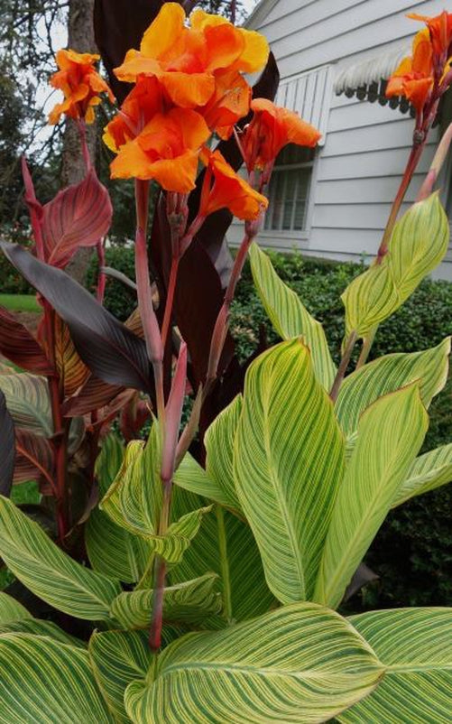 “Bengal Tiger Canna Lilies stretching skyward with vibrant yellow-orange flowers and bold green-striped leaves — Blue Buddha Farm.”