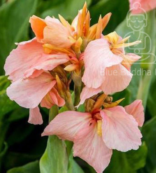 “Salmon Beauty Canna Lily in full bloom, featuring soft peachy-salmon petals glowing in warm sunlight — Blue Buddha Farm.”