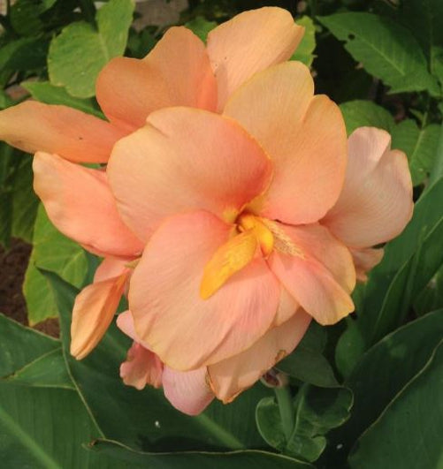 “Salmon Beauty Canna Lily – elegant salmon-colored tropical bloom with green leaves, grown at Blue Buddha Farm.”