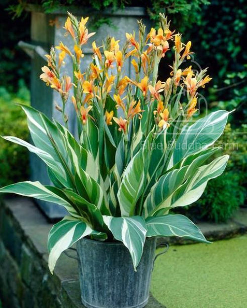 white canna lily Canna Lily Stuttgart