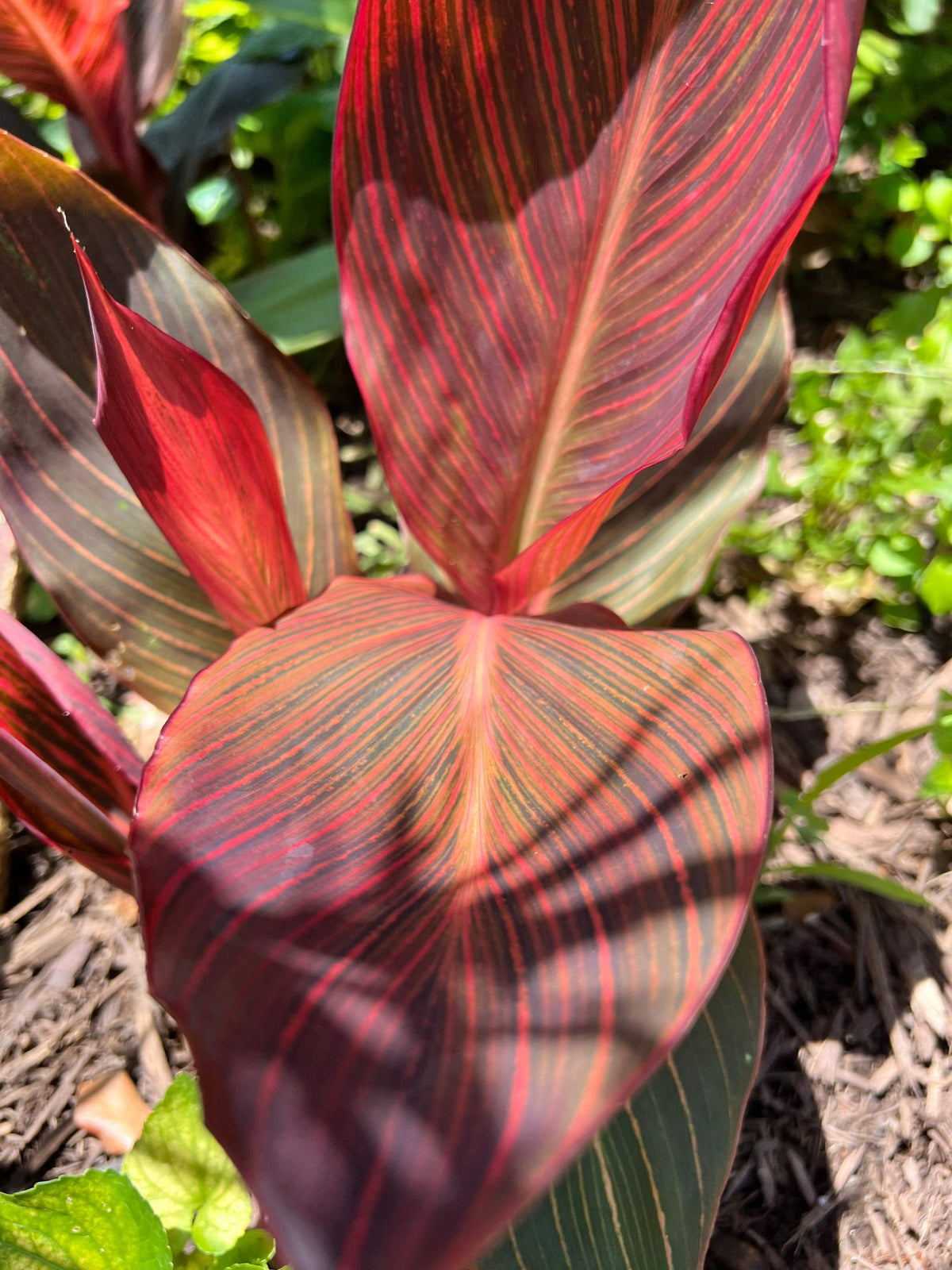 Tropicana Canna Lily bulb with vibrant orange blooms and striking multi-colored foliage, creating a bold and tropical focal point in any garden space.