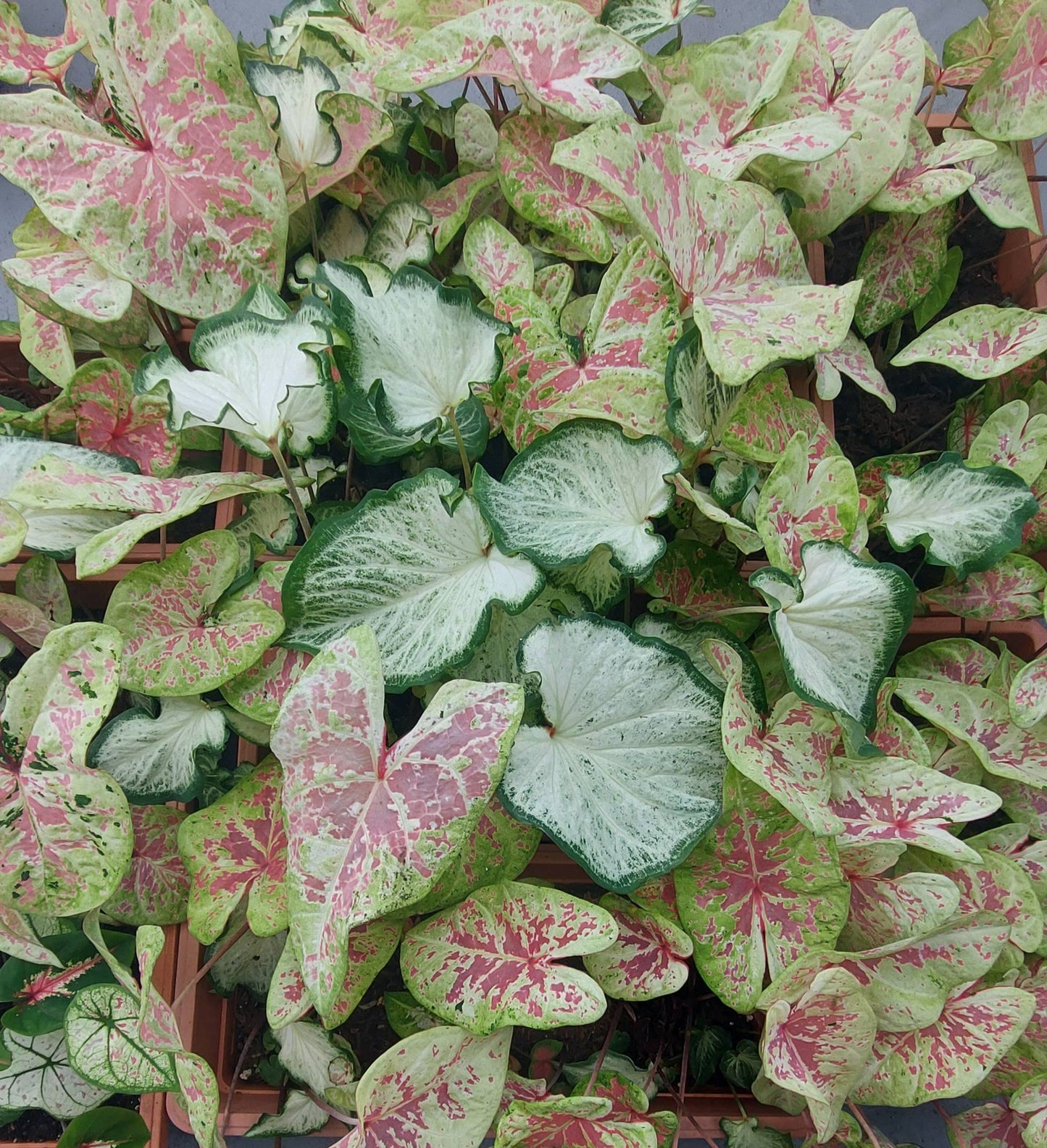 Caladium Mix Strap (Strap Leaf Varieties) - Blue Buddha Farm