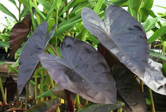 Diamond Head Elephant Ear Bulb - Blue Buddha Farm