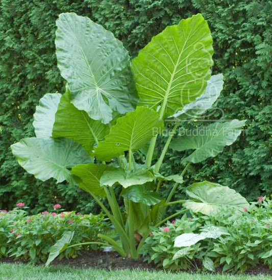 Upright Alocasia Odora Elephant Ear Bulb (Size 9/11 Large) - Blue Buddha Farm