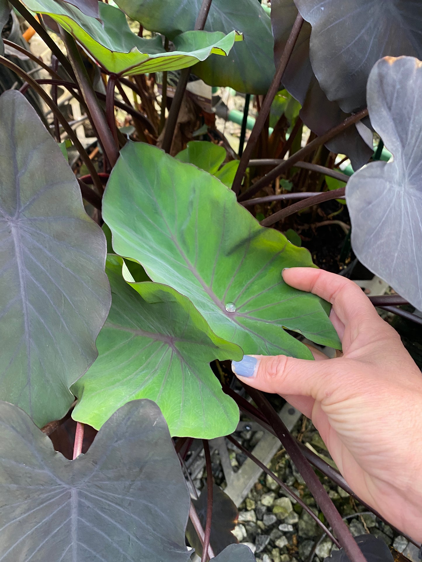 Close-up of velvety, heart-shaped Black Magic Elephant Ear foliage.