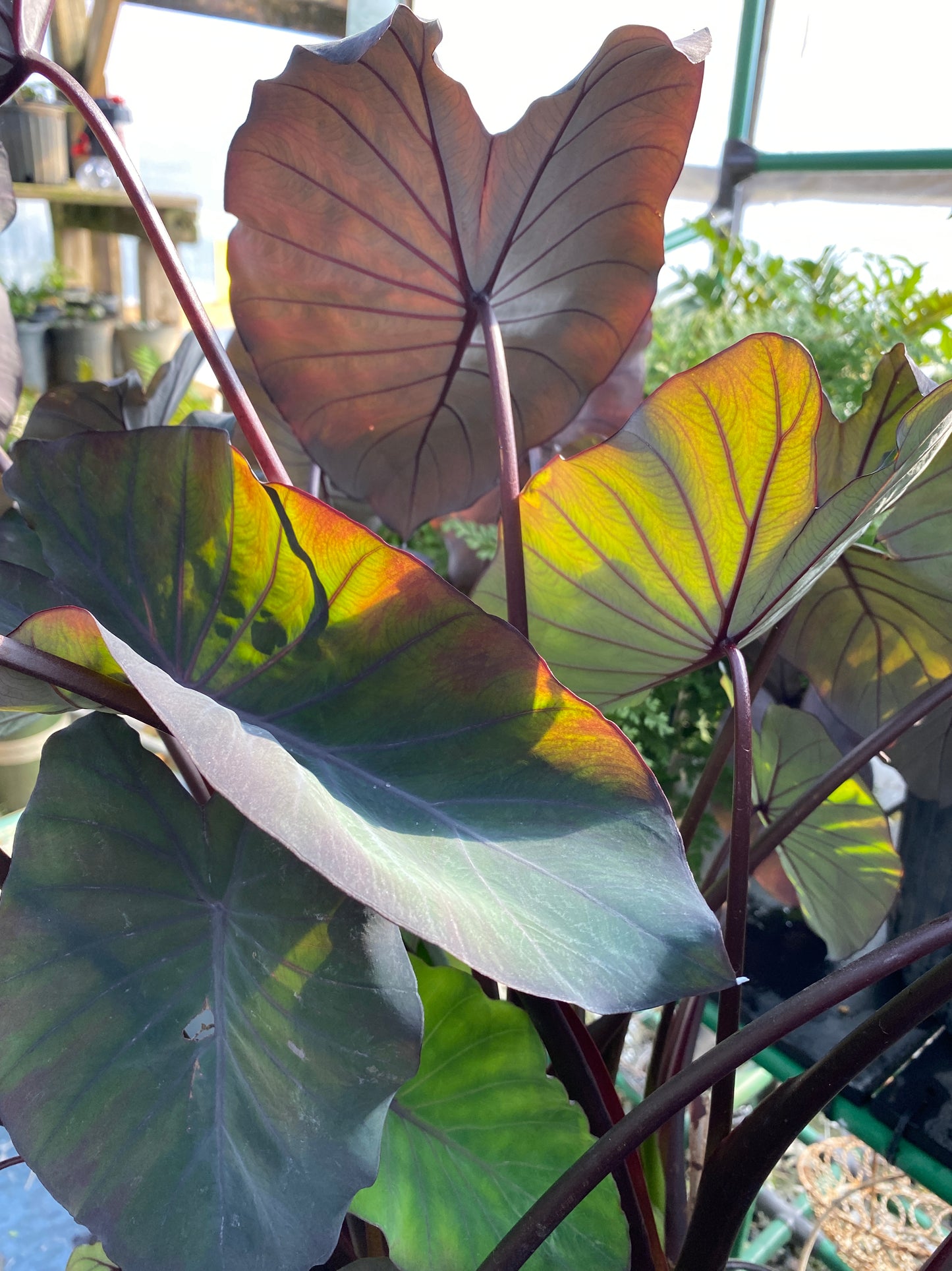 The backside of the huge Black Magic Elephant Ear leaves
