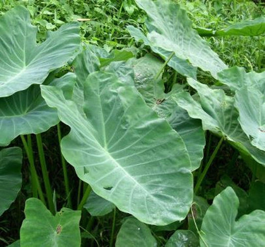 Mature Elephant Ear plant with tall stems and huge tropical green leaves