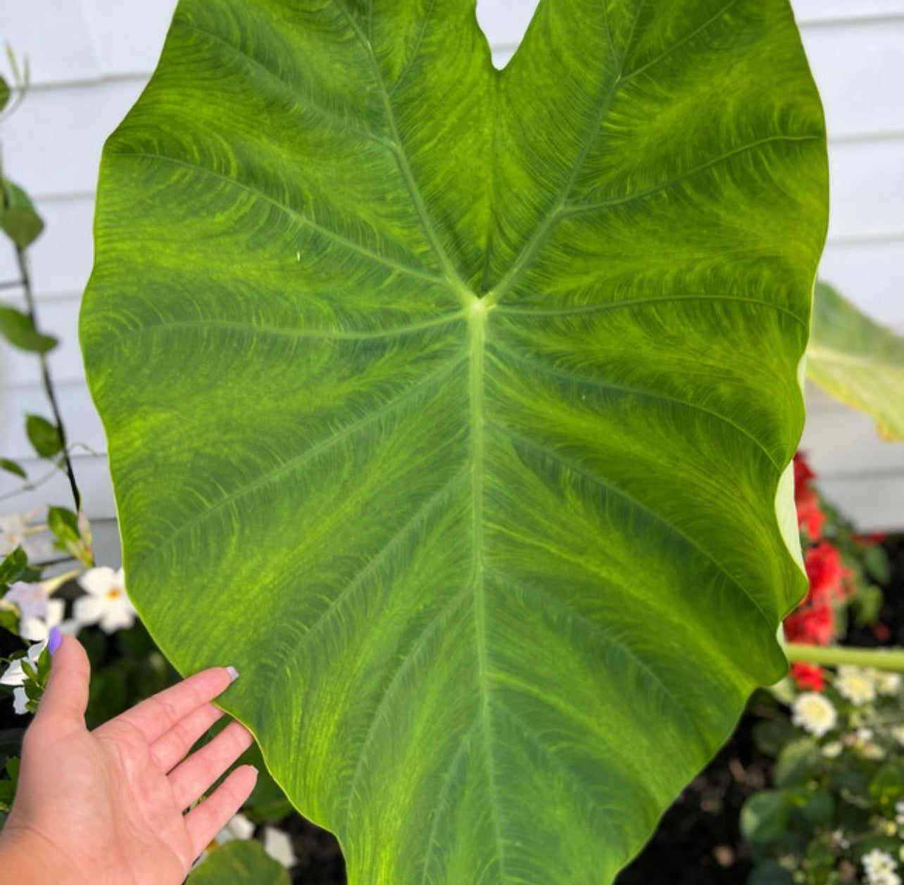 Giant Green Elephant Ear leaf reaching over 3 feet long in lush garden setting