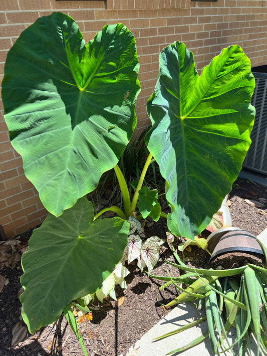 Close-up of vibrant green leaf texture and veining on Elephant Ear