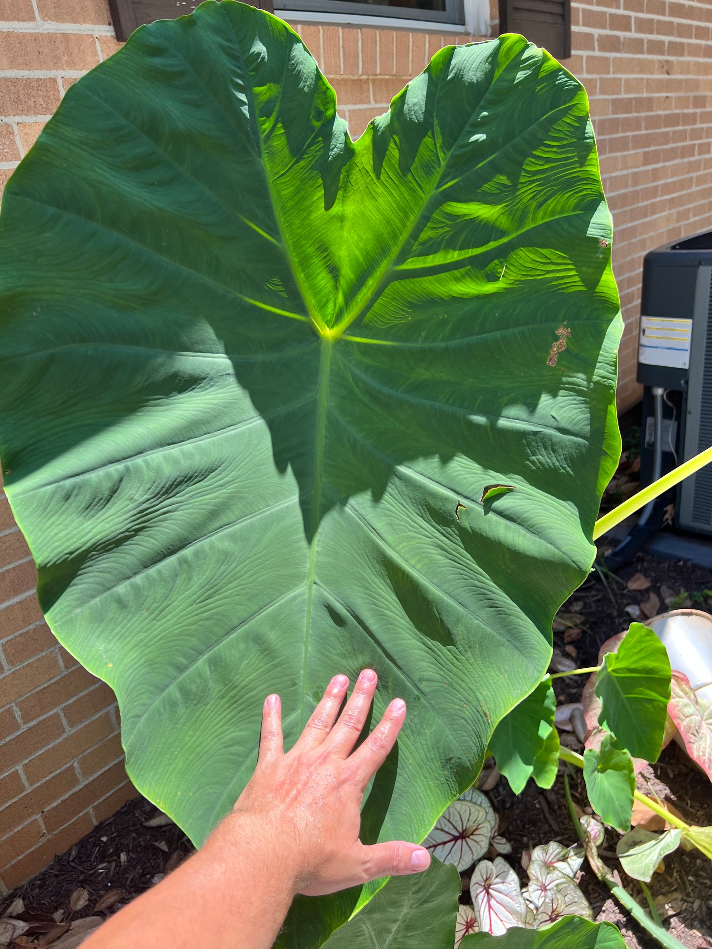 Giant Elephant Ear growing in a container, perfect for patio or porch