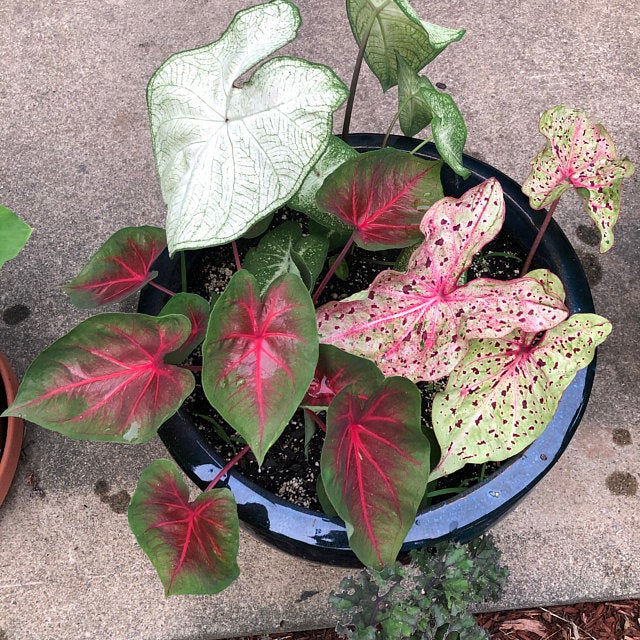 Caladium mix showcasing strap and fancy leaf varieties in a range of vivid hues and variegated designs.