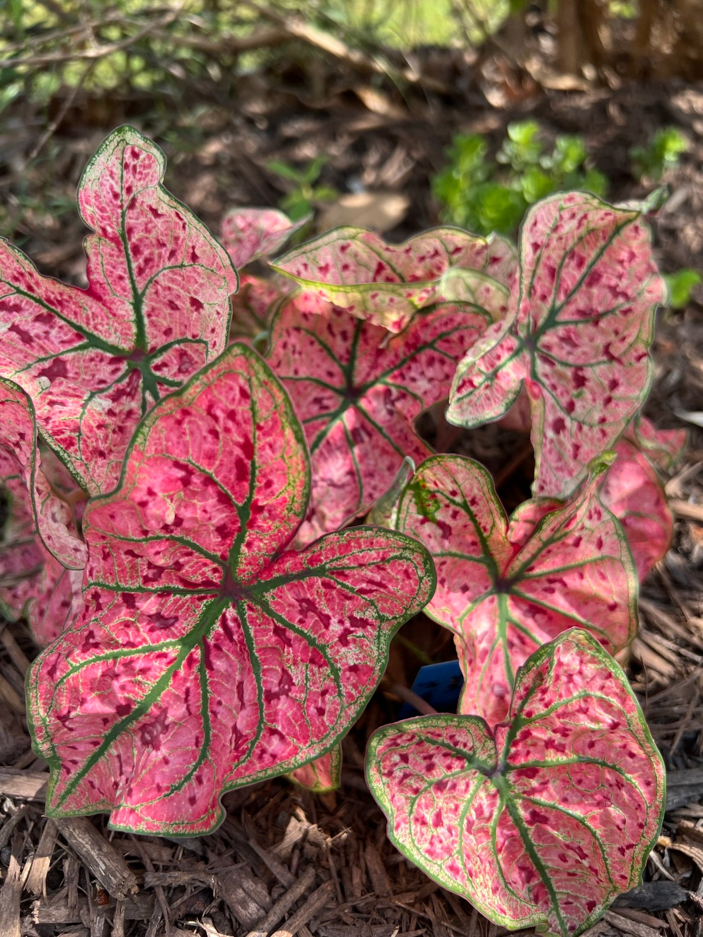 'Splash of Wine' Caladium – Artistic Foliage Display (2 Bulbs) - Blue Buddha Farm