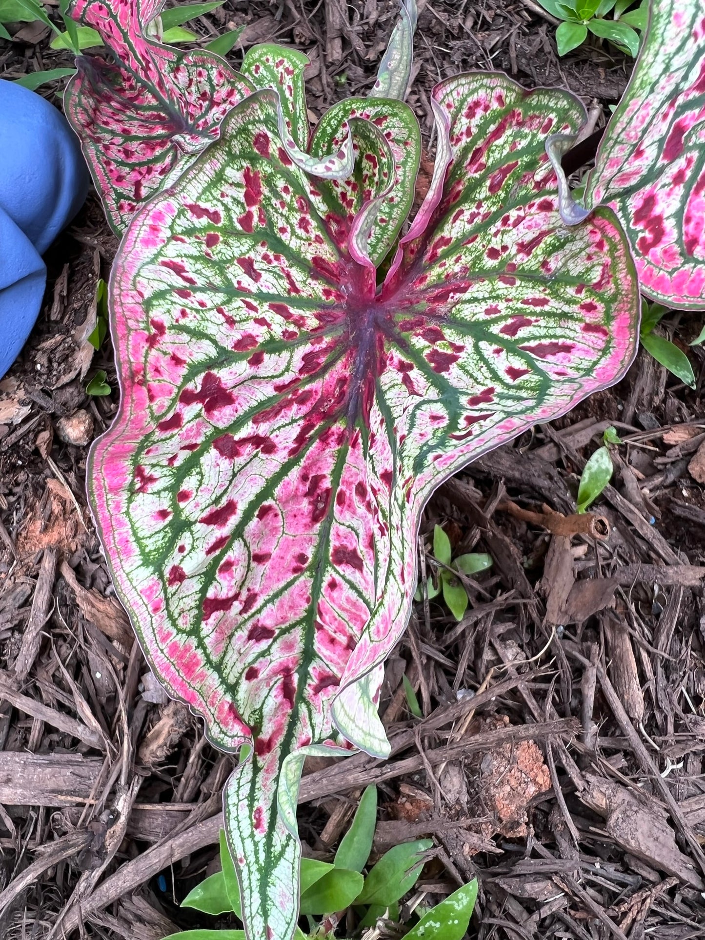 'Spicy Lizard' Caladium – Exotic Foliage with a Twist (2 Bulbs) - Blue Buddha Farm