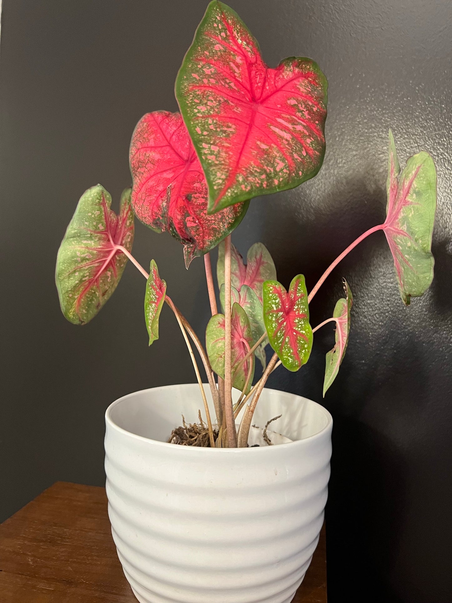 Radiance Caladium (2 bulbs) - Preorder ** Preorder for Spring 2024 ** - Blue Buddha Farm